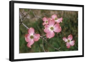 Pink Dogwood Blooms-Anna Miller-Framed Photographic Print