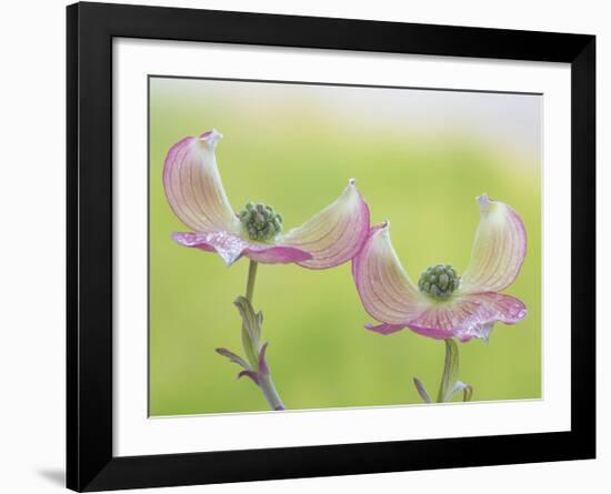 Pink Dogwood Blossoms I-Don Paulson-Framed Giclee Print