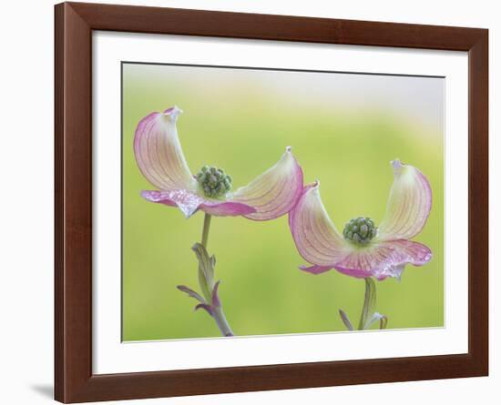 Pink Dogwood Blossoms I-Don Paulson-Framed Giclee Print