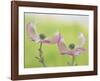 Pink Dogwood Blossoms I-Don Paulson-Framed Giclee Print