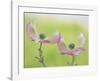 Pink Dogwood Blossoms I-Don Paulson-Framed Giclee Print