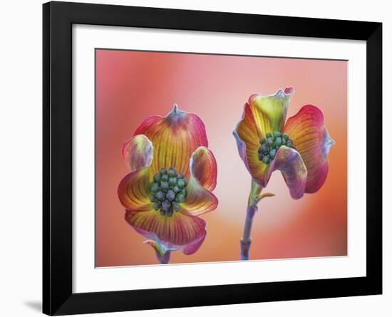 Pink Dogwood Blossoms II-Don Paulson-Framed Giclee Print