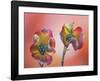 Pink Dogwood Blossoms II-Don Paulson-Framed Giclee Print