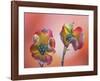 Pink Dogwood Blossoms II-Don Paulson-Framed Giclee Print