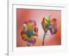 Pink Dogwood Blossoms II-Don Paulson-Framed Giclee Print