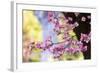 Pink Dogwood, California, Usa-Russ Bishop-Framed Photographic Print