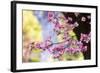 Pink Dogwood, California, Usa-Russ Bishop-Framed Photographic Print