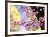 Pink Dogwood, California, Usa-Russ Bishop-Framed Photographic Print