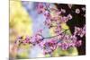 Pink Dogwood, California, Usa-Russ Bishop-Mounted Photographic Print