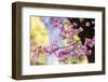 Pink Dogwood, California, Usa-Russ Bishop-Framed Photographic Print