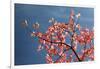 Pink dogwood tree against blue sky, Lexington, Kentucky-Adam Jones-Framed Photographic Print