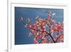 Pink dogwood tree against blue sky, Lexington, Kentucky-Adam Jones-Framed Photographic Print