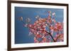 Pink dogwood tree against blue sky, Lexington, Kentucky-Adam Jones-Framed Photographic Print