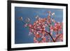 Pink dogwood tree against blue sky, Lexington, Kentucky-Adam Jones-Framed Photographic Print