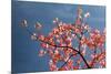 Pink dogwood tree against blue sky, Lexington, Kentucky-Adam Jones-Mounted Photographic Print