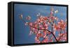 Pink dogwood tree against blue sky, Lexington, Kentucky-Adam Jones-Framed Stretched Canvas