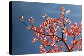 Pink dogwood tree against blue sky, Lexington, Kentucky-Adam Jones-Stretched Canvas