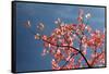 Pink dogwood tree against blue sky, Lexington, Kentucky-Adam Jones-Framed Stretched Canvas