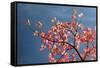 Pink dogwood tree against blue sky, Lexington, Kentucky-Adam Jones-Framed Stretched Canvas