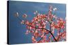 Pink dogwood tree against blue sky, Lexington, Kentucky-Adam Jones-Stretched Canvas