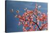 Pink dogwood tree against blue sky, Lexington, Kentucky-Adam Jones-Stretched Canvas