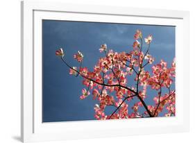 Pink dogwood tree against blue sky, Lexington, Kentucky-Adam Jones-Framed Photographic Print