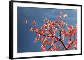 Pink dogwood tree against blue sky, Lexington, Kentucky-Adam Jones-Framed Photographic Print