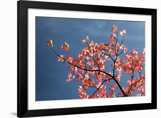 Pink dogwood tree against blue sky, Lexington, Kentucky-Adam Jones-Framed Photographic Print