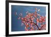 Pink dogwood tree against blue sky, Lexington, Kentucky-Adam Jones-Framed Photographic Print