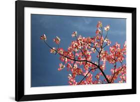 Pink dogwood tree against blue sky, Lexington, Kentucky-Adam Jones-Framed Photographic Print