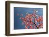 Pink dogwood tree against blue sky, Lexington, Kentucky-Adam Jones-Framed Photographic Print