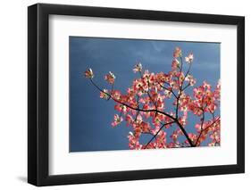 Pink dogwood tree against blue sky, Lexington, Kentucky-Adam Jones-Framed Photographic Print