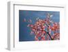 Pink dogwood tree against blue sky, Lexington, Kentucky-Adam Jones-Framed Photographic Print