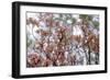 Pink Dogwood-Anna Miller-Framed Photographic Print