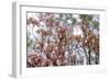 Pink Dogwood-Anna Miller-Framed Photographic Print