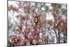 Pink Dogwood-Anna Miller-Mounted Photographic Print