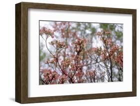 Pink Dogwood-Anna Miller-Framed Photographic Print