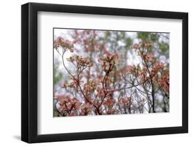 Pink Dogwood-Anna Miller-Framed Photographic Print