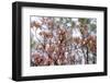 Pink Dogwood-Anna Miller-Framed Photographic Print