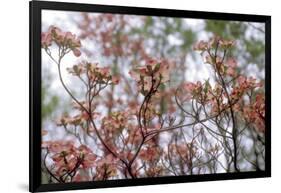 Pink Dogwood-Anna Miller-Framed Photographic Print