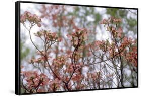 Pink Dogwood-Anna Miller-Framed Stretched Canvas