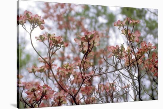 Pink Dogwood-Anna Miller-Stretched Canvas