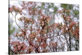 Pink Dogwood-Anna Miller-Stretched Canvas