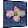 Pink Dogwood-John W Golden-Mounted Giclee Print