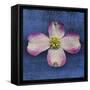 Pink Dogwood-John W Golden-Framed Stretched Canvas