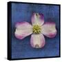 Pink Dogwood-John W Golden-Stretched Canvas