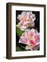 Pink double early tulip, USA-Lisa Engelbrecht-Framed Photographic Print