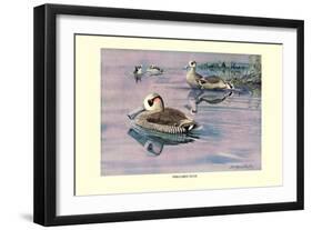 Pink-Eared Duck-Louis Agassiz Fuertes-Framed Art Print