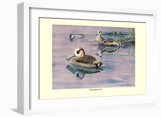 Pink-Eared Duck-Louis Agassiz Fuertes-Framed Art Print