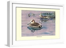 Pink-Eared Duck-Louis Agassiz Fuertes-Framed Art Print